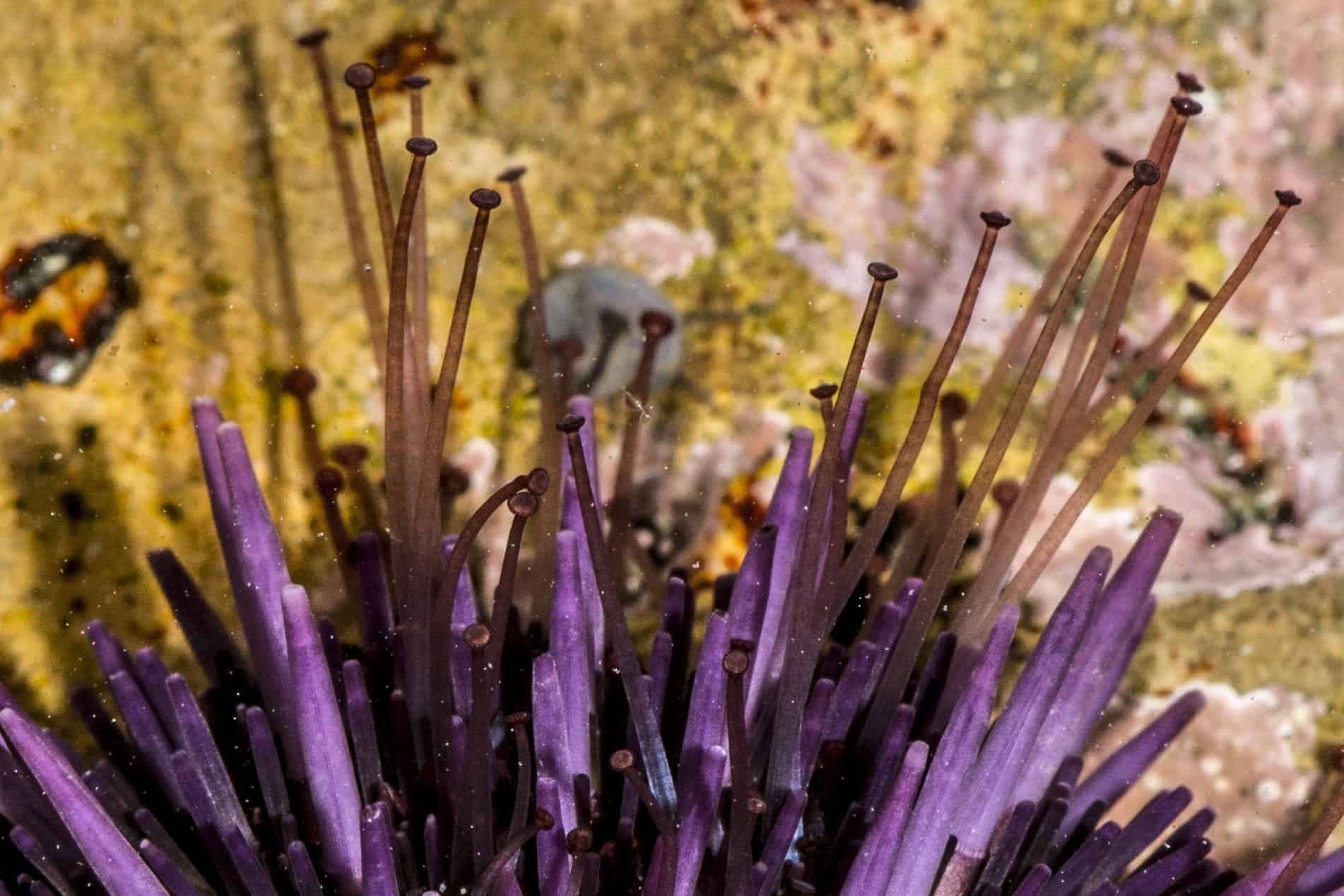 Sea Urchins See with Their Feet
