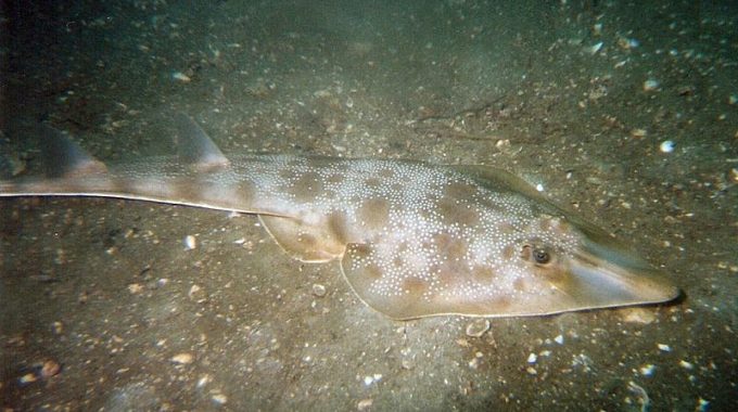 Finding The Freckled Guitarfish
