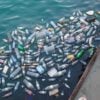 Toxic Tea: Another Way Plastic Pollution Is Taking A Toll