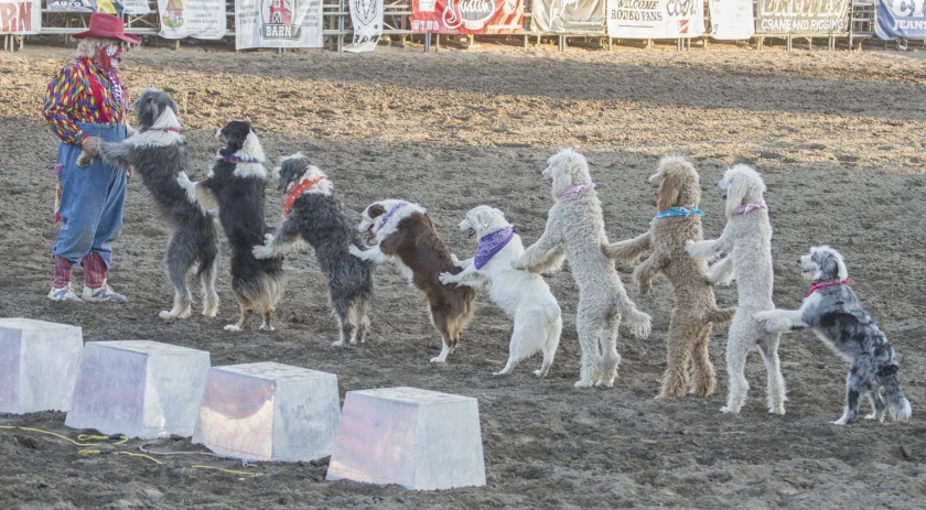 The clown with all the dogs